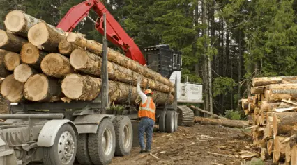Logger securing lumber on logging equipment