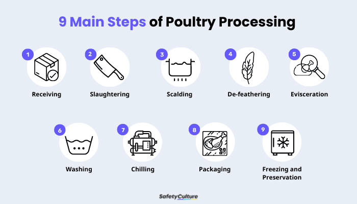 9 Main Steps of Poultry Processing