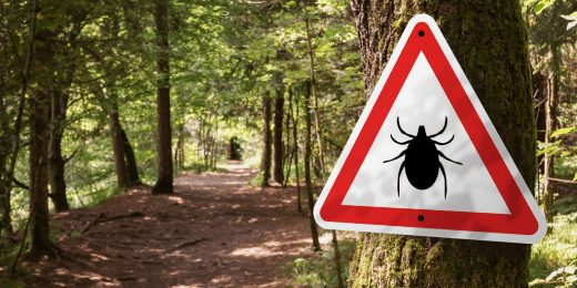 A warning sign for ticks along a forest road.