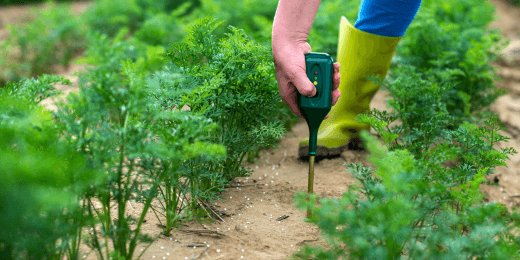 Farmer using a soil moisture sensor connected through a cellular gateway for real-time crop monitoring.