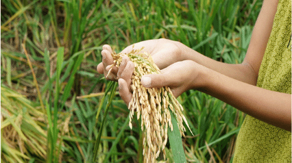Seguridad alimentaria