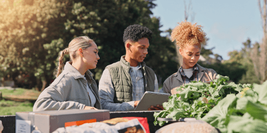 Workers conducting post harvest management
